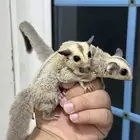 متوفر للبيع (السنجاب الطائر) بلاتينيوم sugar glider