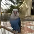 طير روز للبيع