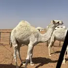 حاشي لباني