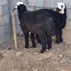 رخال