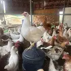 دجاج لوهمان