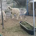 رخل للبيع شحم