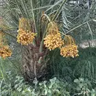 نخل نقايل وفسائل كلها مثمره بعذوقها