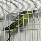 طيور بادجي للبيع