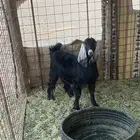 جفره طيبه