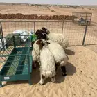 بهم نعيم