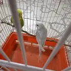 زوج بادجي