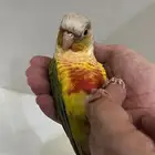 ببغاء كنيور للبيع