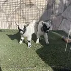 ماعز قزم اصل وبيور ودم صافي