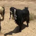 تيس فحل طيب لبيع هاد