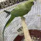 ببغاء الدرة