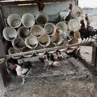 ديك بلدي