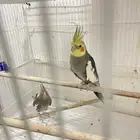 للبيع جواز كروان