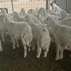 للبيع طليان طيبه