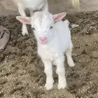 يتوفر قزمي ابيض صافي بيور تشيكي