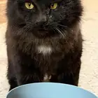 قط ضايع الرياض