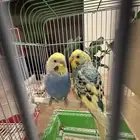 جوز طيور الحب