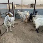 معزاء للبيع