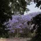 مطلوب استراحه بحوش ونظيفه