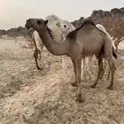 بكار مفاريد