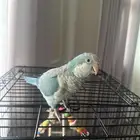 ببغاء كويكر