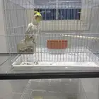 طيور كيروان ( كوكتيل )