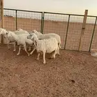 حريات دفيع فحص سونار