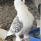حمام روماني