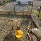 تيوسسس للبيع