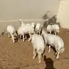 للبيع خرفان حري