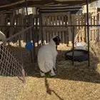 هرفي لبااانني