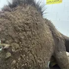لباني شرط وتحدي