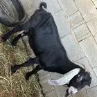 عنز عارضيه معها 2تيوس اعمارها 19يوم التيوس