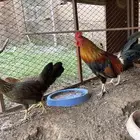 دجاج عربي اصيل
