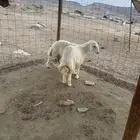 طليان حريه ذبايح تم البيع