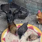 اطقم دجاج اقزام