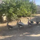 وز عراقي وبلدي