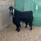 تيس فحل عارضي حار شرط