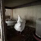 جوز صنعاوي بعياله