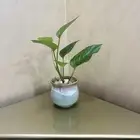 نبات داخلي