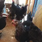 دجاج براهمه