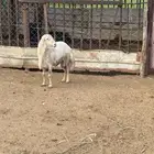 فحل رفيدي فاخر جرم طيب على الشرط