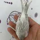 للبيع دكر كناري