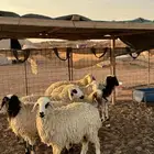 جذعات العدد 7 الاعمار 9 شهور ( بريدة)