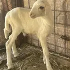 داغور