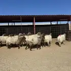 غنم انعيم طيبه البييع