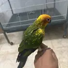 صن كنيور فرخ