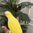 كويكر لاتينو الليف حمامه وهدد متكلم رقيص