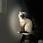 قطه طالبه تزاوج