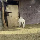 خروف يرضع